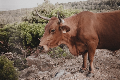 cow in tarifa