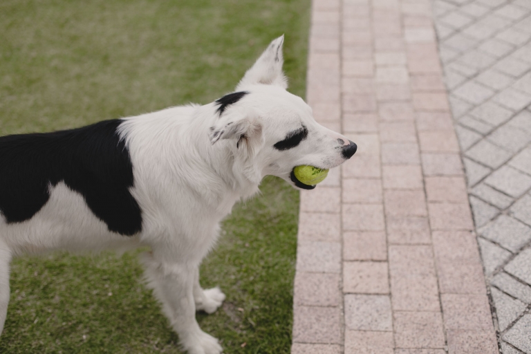 photo detail of the wedding decoration 